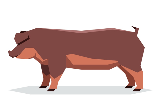 デュロック種の豚とは 美味しさの理由 コラム 和豚もちぶた
