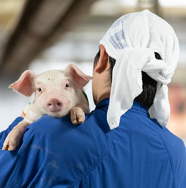 日本一おいしい豚肉をつくろう